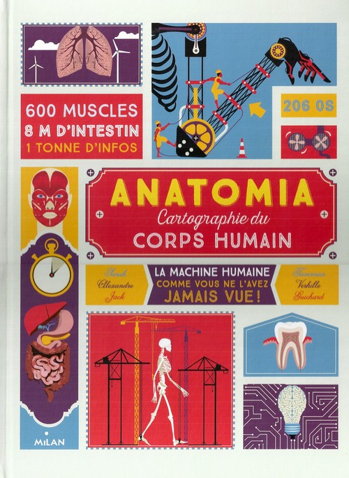 Anatomia