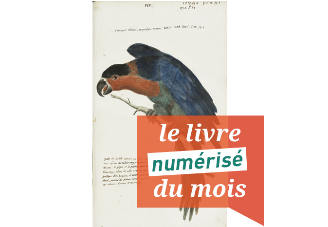 Le d’Albert Seba revisité par AntoineJean Coquebert de