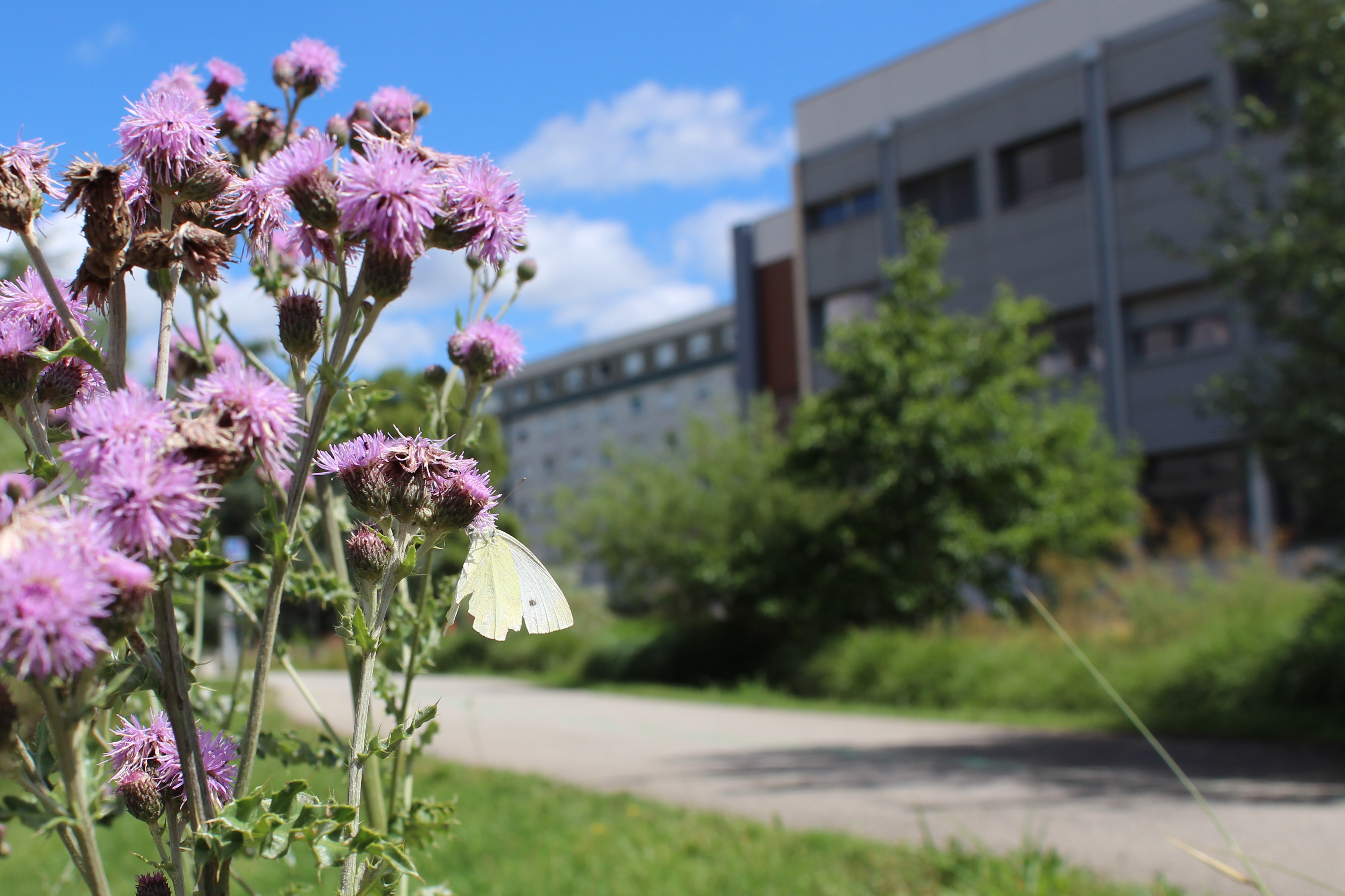 biodiversité Doua