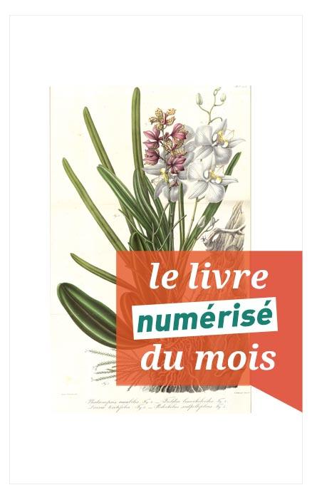 Accès au livre numérisé du mois : Rumphia sive commentationes botanicae imprimis de plantis indiae orientalis de Carl Ludwig Blume