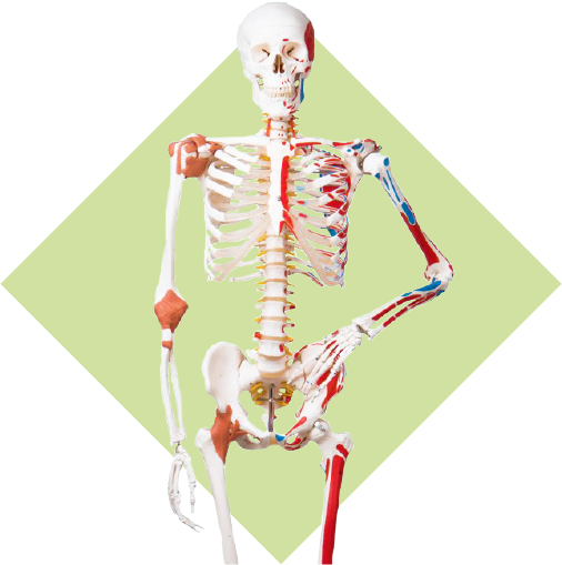 Squelettes et modèles anatomiques